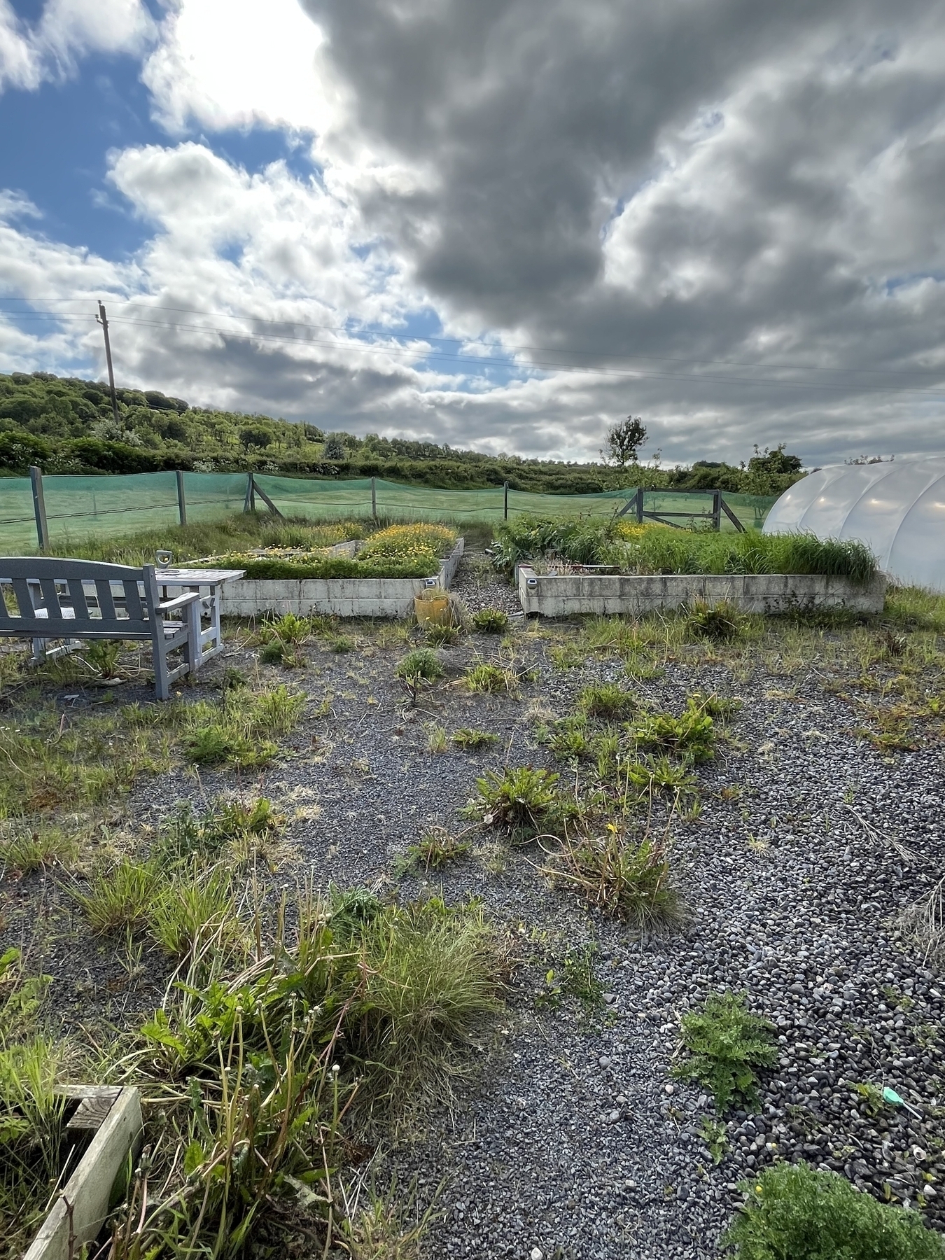 Raised beds outdoors, weeds growing wild. 