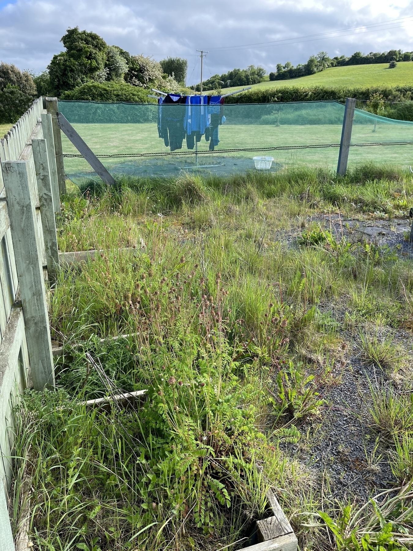 Weeds growing undisturbed in gravel. 