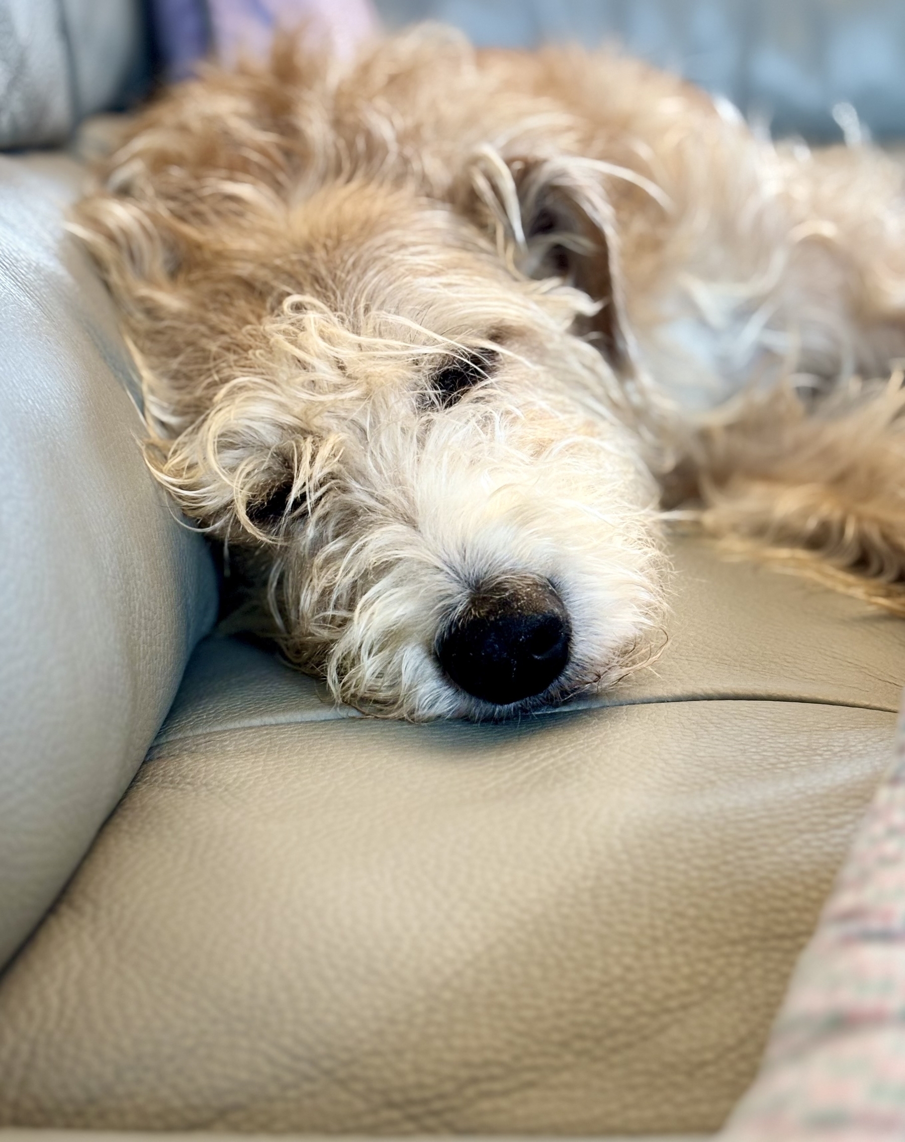 Shane the Lurcher sleeps. 