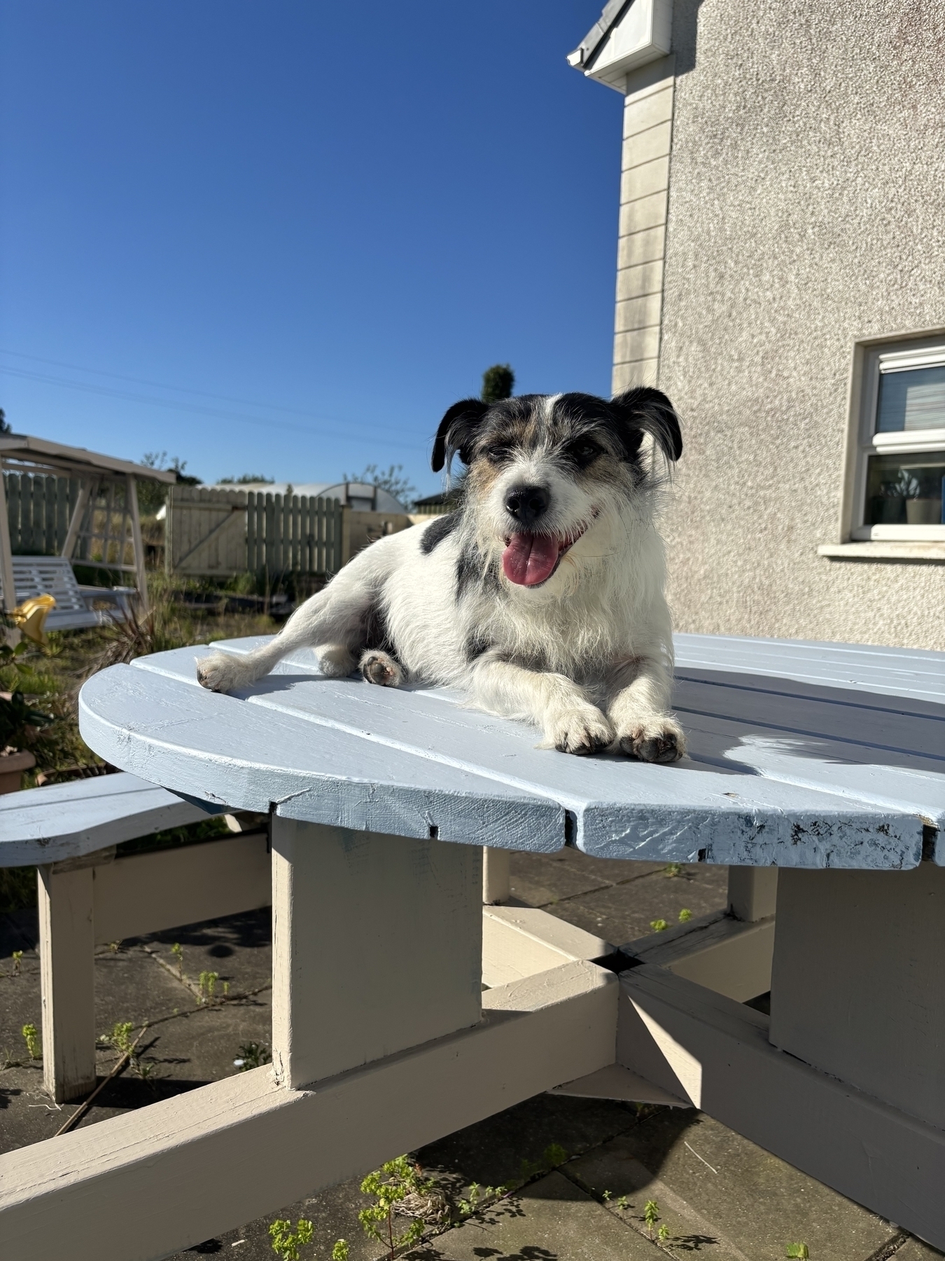 Leela the terrier relaxes on a picnic table in glorious sunshine. She is grinning. 