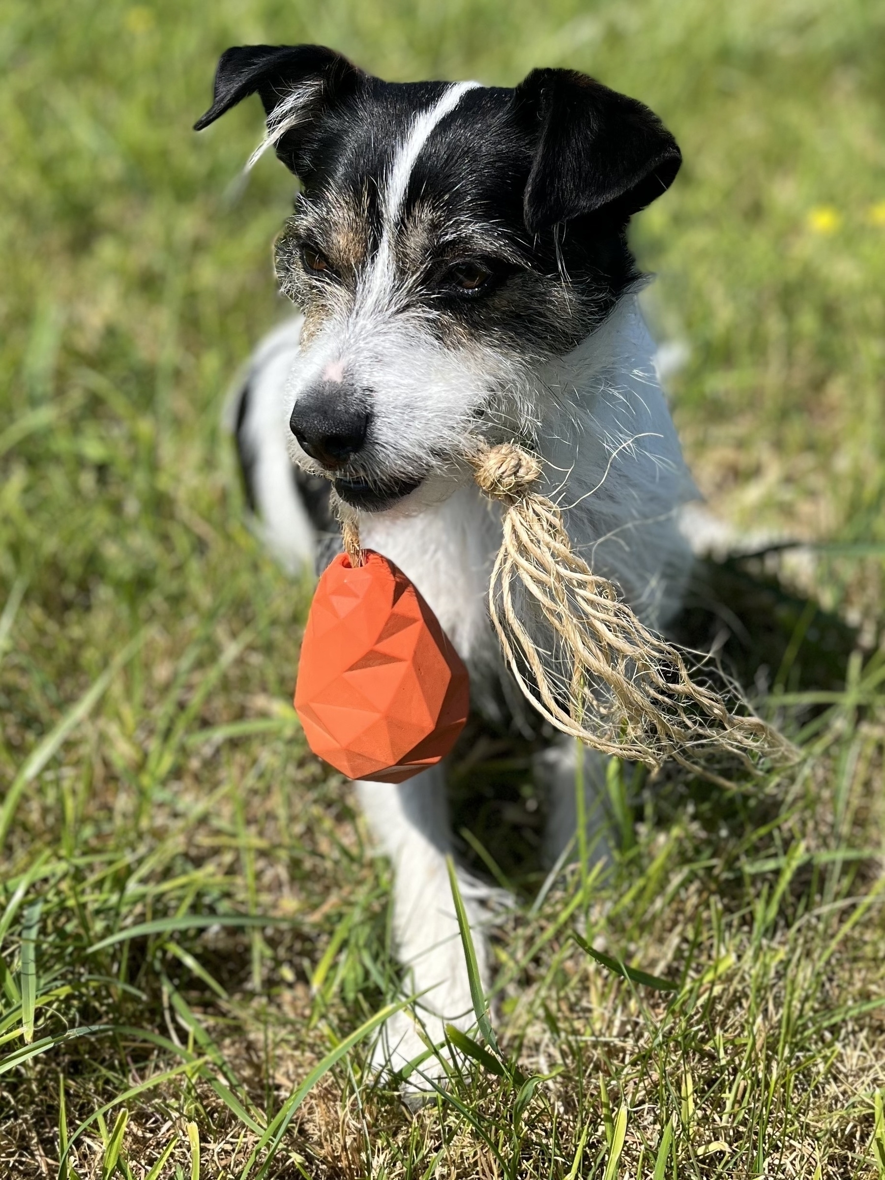 Leela the terrier poses in the sunshine. She has a red toy on the end of rope in her mouth. 