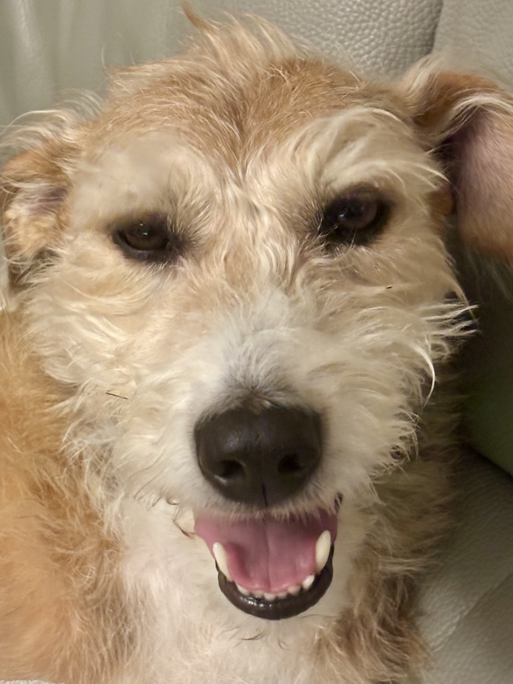 Shane the lurcher smiles wonkily for the camera. 