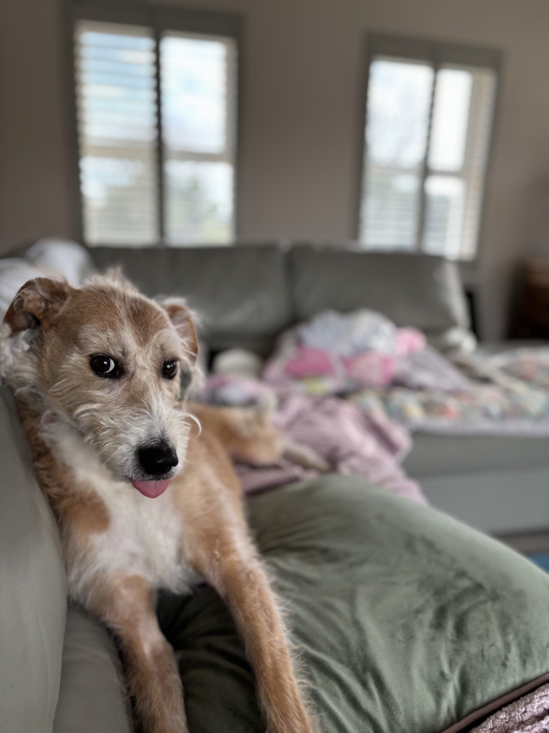 Shane the hairy lurcher works the camera. He sticks his tongue out playfully. 