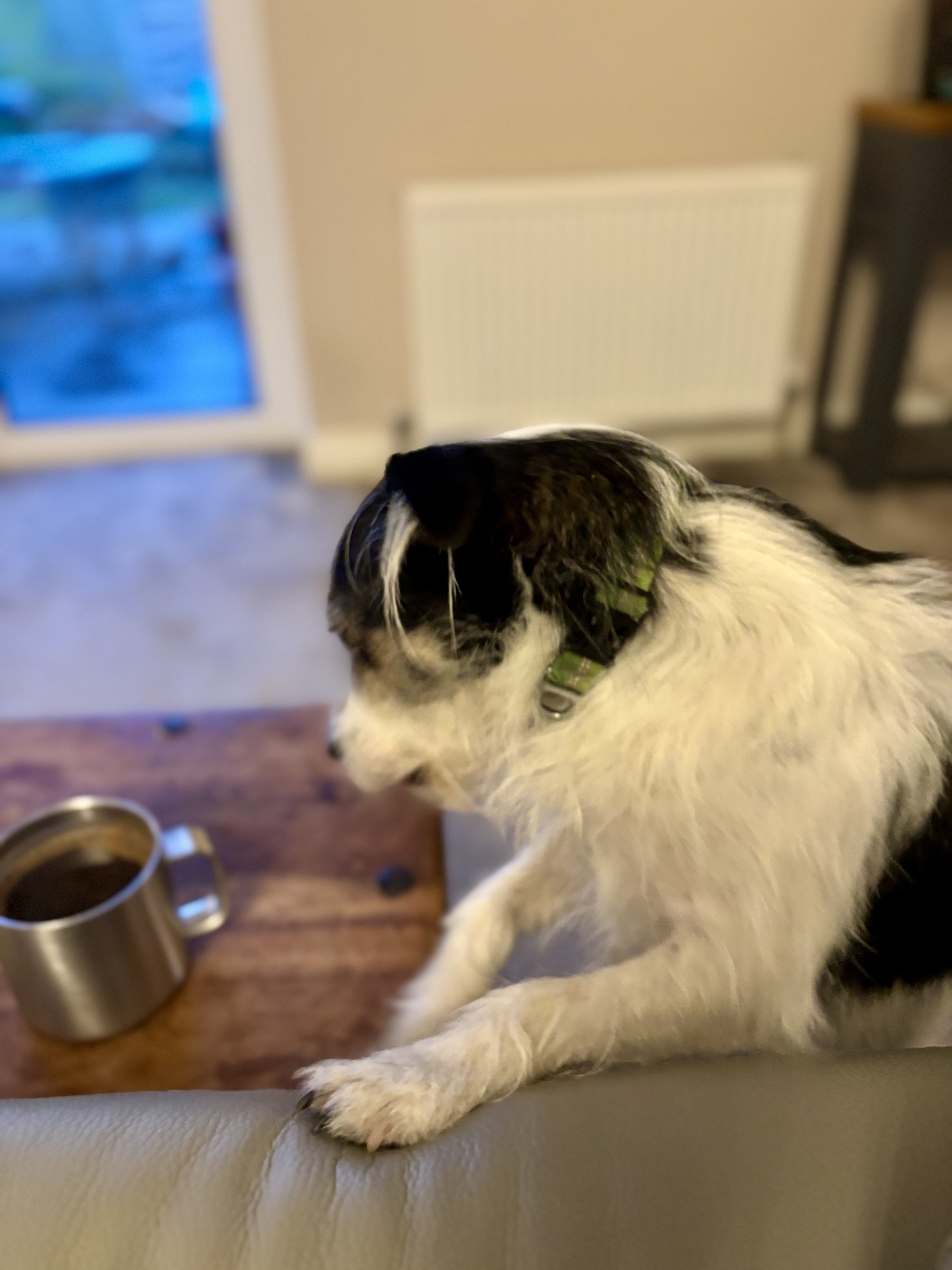 Leela the dog puts her front paws on the arm of the sofa and pretends she isn’t hinting for breakfast. 