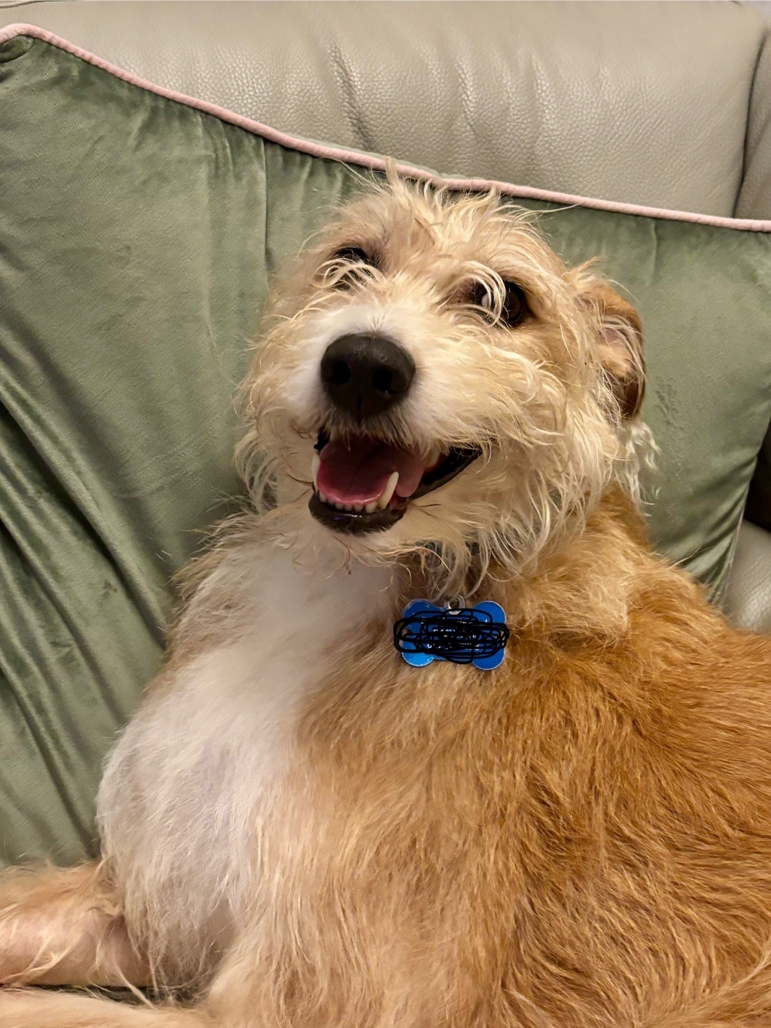 Shane the lurcher grins happily for the camera. 