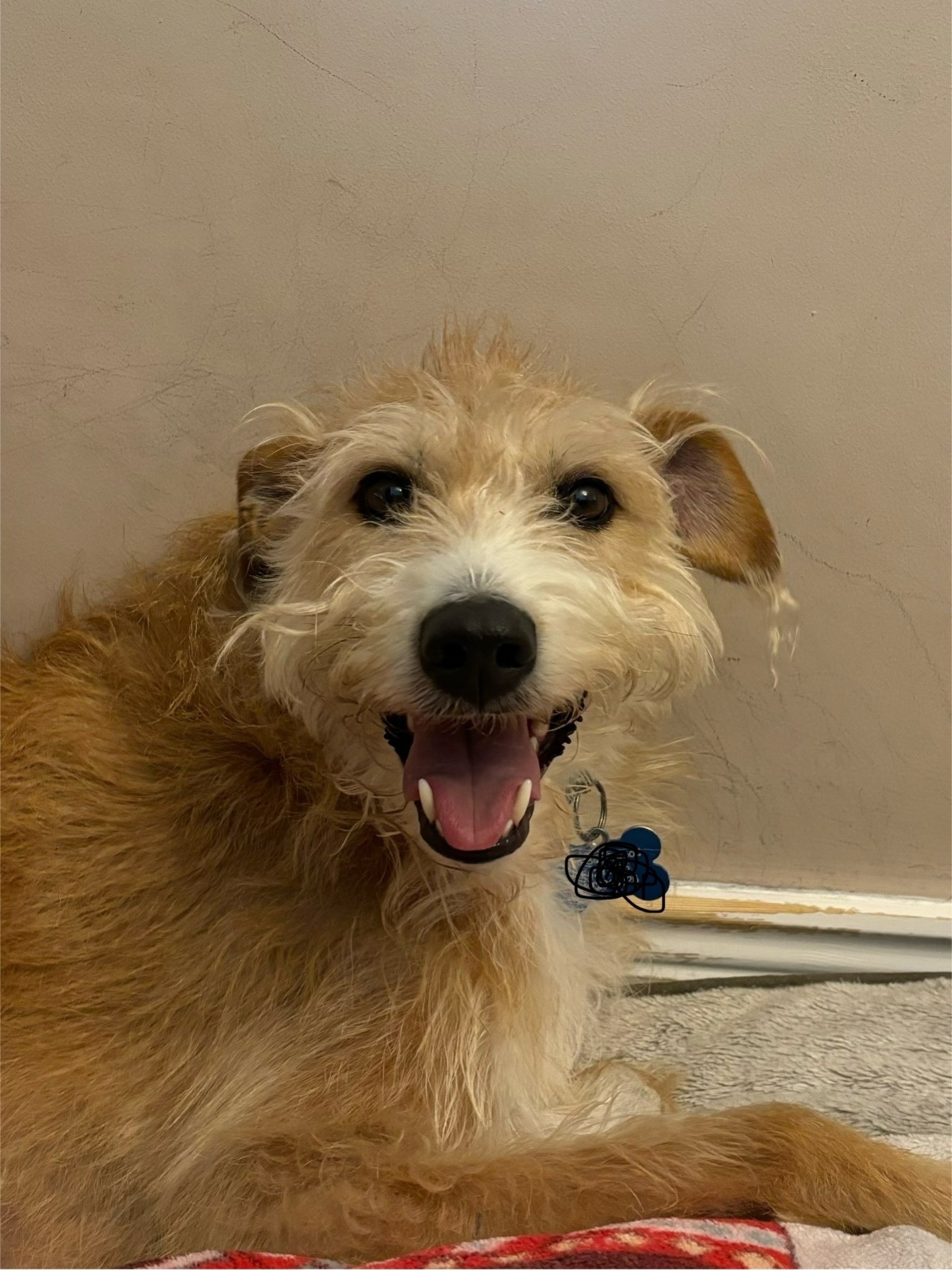 A lurcher smiles a big daft smile. 