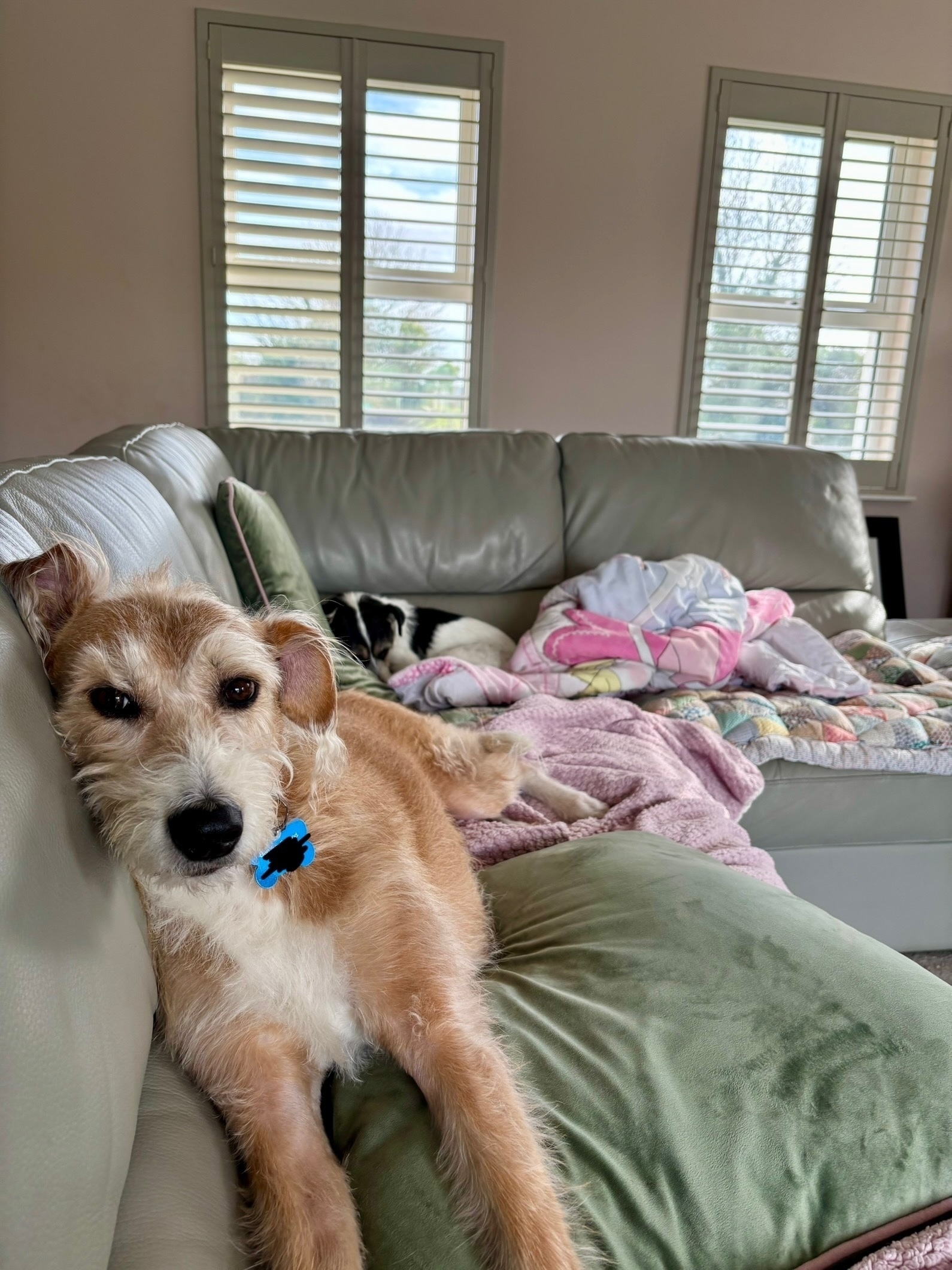 Shane’s had enough flirting, he joins his sister in the land of slumber. Leela the terrier reclines in the background. 