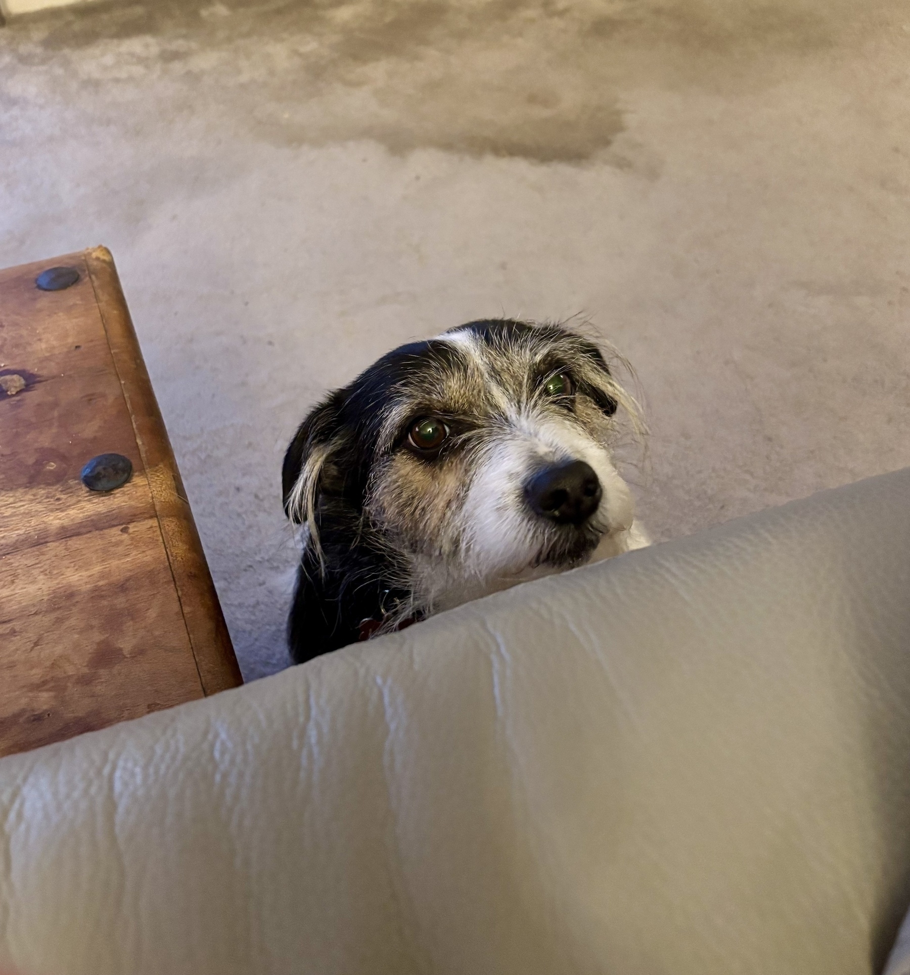 Leela the dog subtly sits on the floor and seeks attention. 